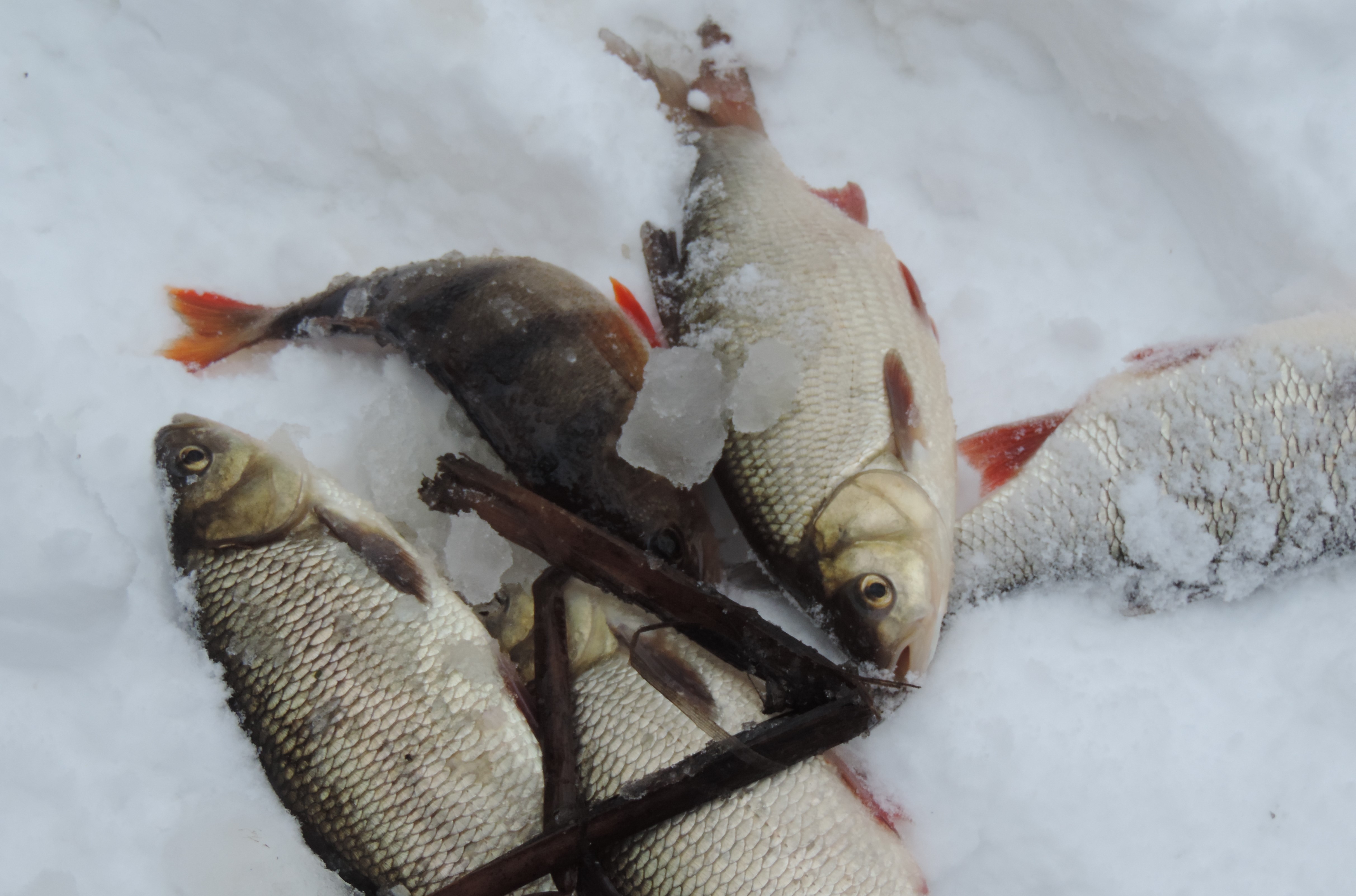 В Липецкой области инспекторы выясняют причины замора рыбы в р. Усмань